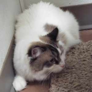 Picture of Tommy