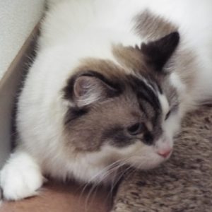 Picture of Tommy