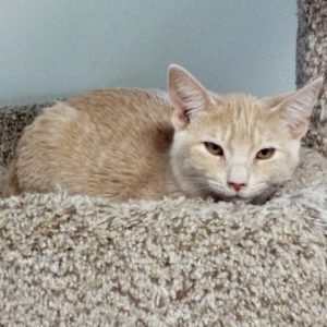 Picture of Whisper