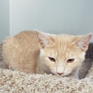 Picture of Whisper