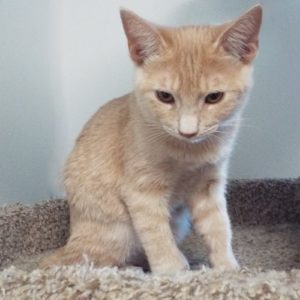 Picture of Whisper