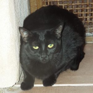 Picture of Bang