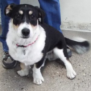 Picture of Banjo