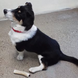 Picture of Banjo