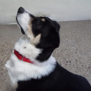 Picture of Banjo
