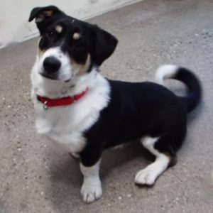 Picture of Banjo