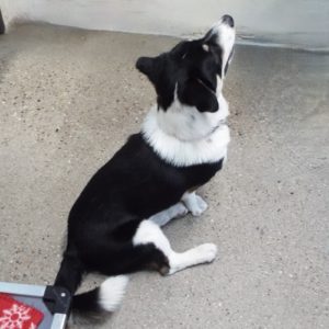 Picture of Banjo
