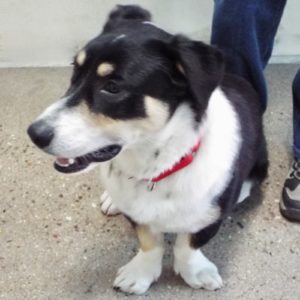 Picture of Banjo