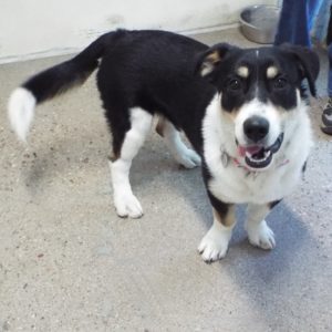Picture of Banjo
