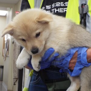 Picture of Bashful