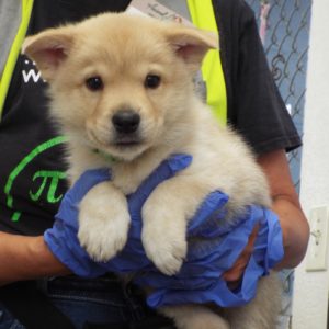 Picture of Bashful