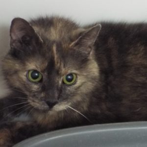 Picture of Cadence (R.B.)