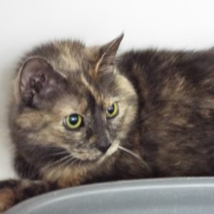 Picture of Cadence (R.B.)
