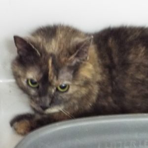 Picture of Cadence (R.B.)