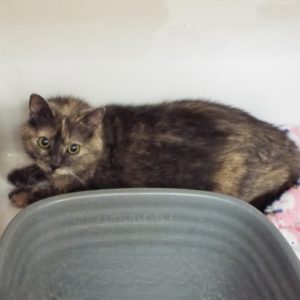 Picture of Cadence (R.B.)
