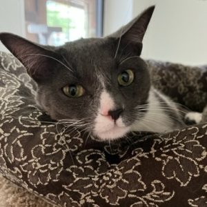 Picture of Clover