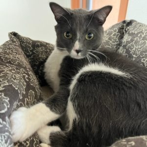 Picture of Clover