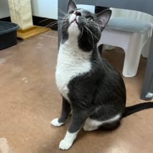 Picture of Clover