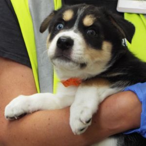 Picture of Doc