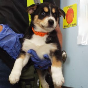 Picture of Doc