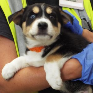 Picture of Doc