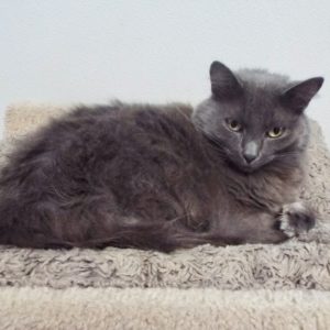 Picture of Dusty