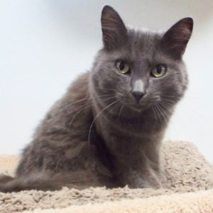 Picture of Dusty