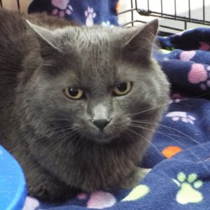 Picture of Dusty