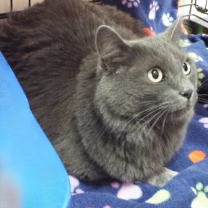 Picture of Dusty