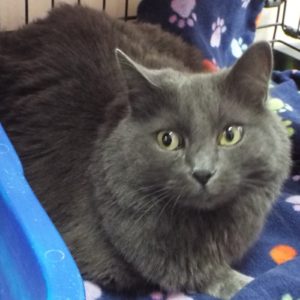 Picture of Dusty