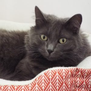 Picture of Dusty