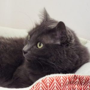 Picture of Dusty