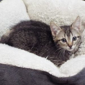 Picture of Fannie