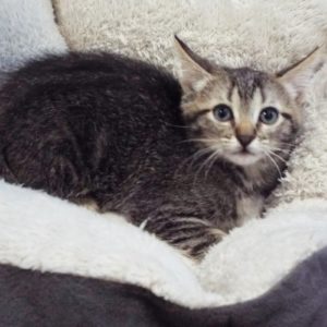 Picture of Fannie