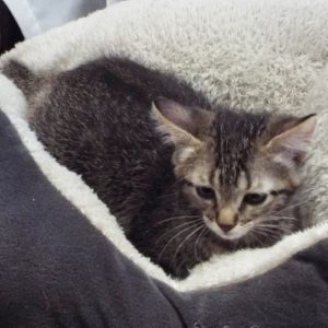 Picture of Fannie