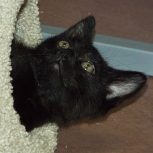 Picture of Firestone