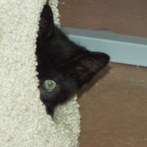 Picture of Firestone