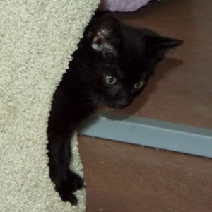 Picture of Firestone