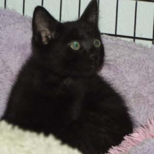 Picture of Firestone