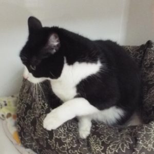 Picture of Flan