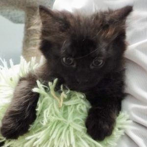 Picture of Ginnie