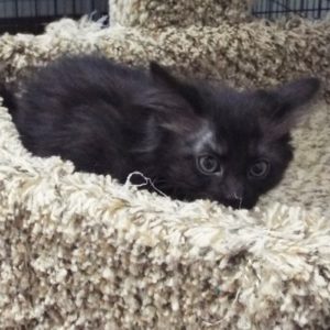 Picture of Ginnie