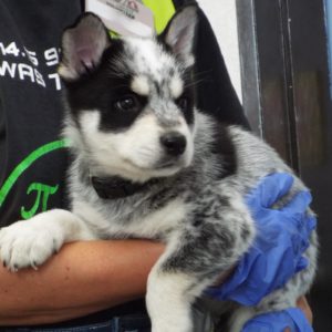 Picture of Happy