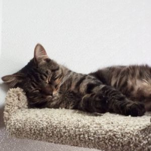 Picture of Hugo