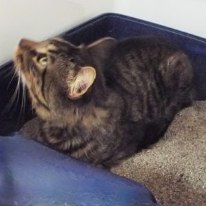 Picture of Hugo