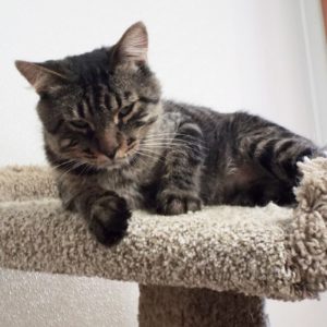 Picture of Hugo