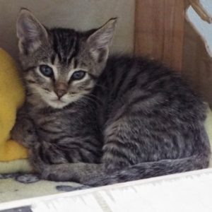 Picture of Indy