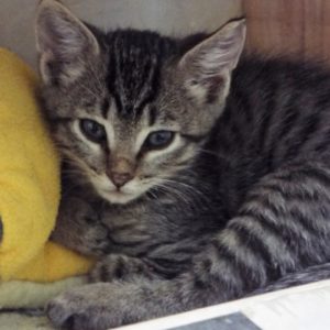 Picture of Indy