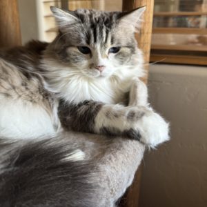 Picture of Isabel