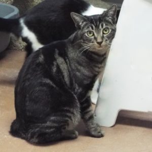Picture of Jango
